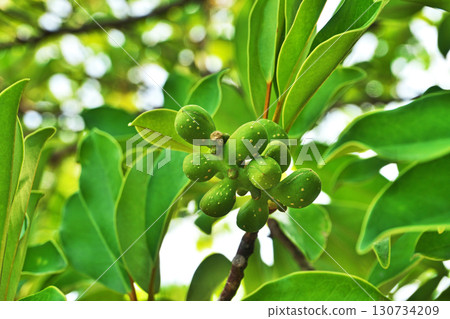 Green ogata manoki berries (summer, July) 130734209
