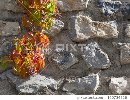 Virginia Creeper on stone wall 130734316
