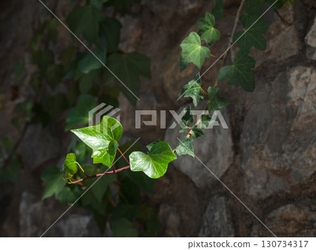 Sunlight in green ivy leaves Sunlight in green ivy leaves 130734317