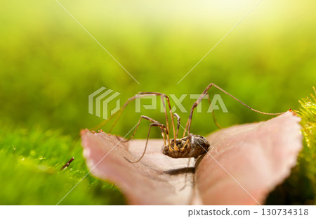 Long-Legged Spider on forest floor 130734318