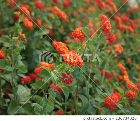 Blooming Lantana (Verbenaceae) 130734326