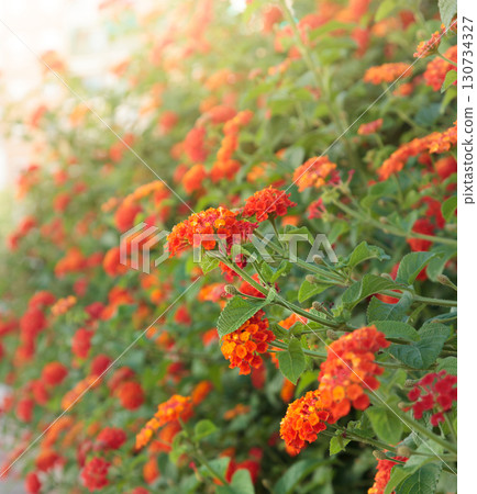 Flowering Lantana camara  garden 130734327