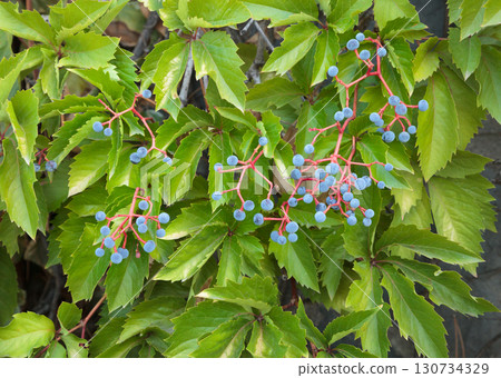 Virginia creeper grape Virginia creeper grape 130734329