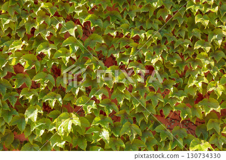 Green leaves of Creeping Plant in Spring 130734330