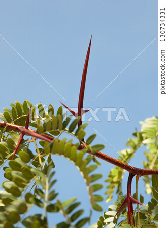 Gleditsia Triacanthos Thorn 130734331