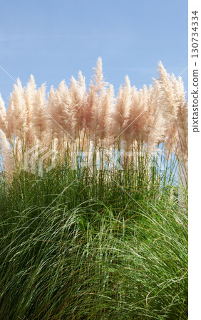 Tall pampas grass plume with green foliage Tall pampas grass plume with green foliage 130734334