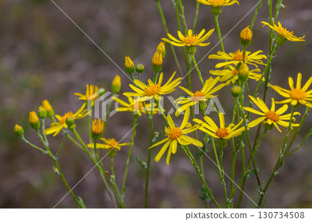 Wild plant Jacobaea vulgaris in the forest meadow. Known as ragwort, stinking Willie or tansy ragwort. Yellow delicate flower on a green background Wild plant Jacobaea vulgaris in the forest meadow. Known as ragwort, stinking Willie or tansy ragwort. Yellow delicate flower on a green background 130734508