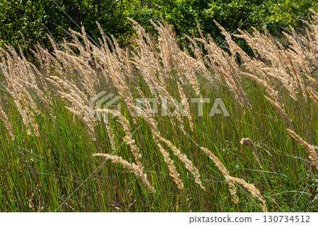 Inflorescence of wood small-reed Calamagrostis epigejos on a meadow Inflorescence of wood small-reed Calamagrostis epigejos on a meadow 130734512