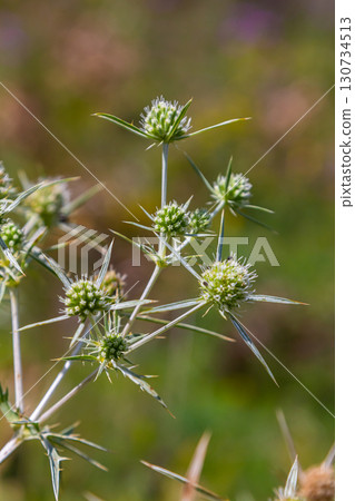 In the wild grows a thistle Eryngium Campestre, known as field eryngo. It is a species of Eryngium, which is used medicinally 130734513