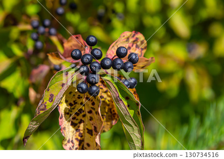 Cornus sanguinea is a perennial plant of the sod family. A tall shrub with small flowers and black inedible berries. Turf-well is grown as an ornamental plant Cornus sanguinea is a perennial plant of the sod family. A tall shrub with small flowers and black inedible berries. Turf-well is grown as an ornamental plant 130734516