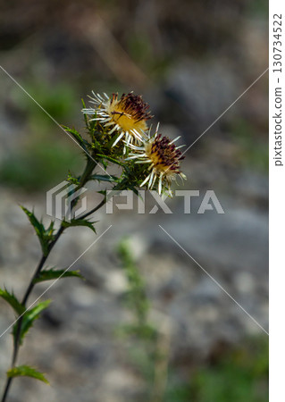 Carlina biebersteinii plant at field at nature. Carlina vulgaris or Carline thistle, family Asteraceae Compositae. Carlina corymbosa Carlina biebersteinii plant at field at nature. Carlina vulgaris or Carline thistle, family Asteraceae Compositae. Carlina corymbosa 130734522