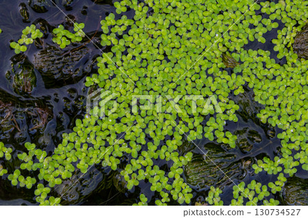 Least duckweed plants, Lemna minuta, on a water surface Least duckweed plants, Lemna minuta, on a water surface 130734527