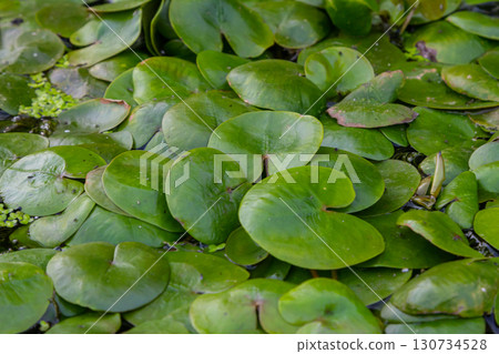 Hydrocharis morsus-ranae, frogbit, is a flowering plant belonging to the genus Hydrocharis in the family Hydrocharitaceae. It is a small floating plant resembling a small water lily Hydrocharis morsus-ranae, frogbit, is a flowering plant belonging to the genus Hydrocharis in the family Hydrocharitaceae. It is a small floating plant resembling a small water lily 130734528
