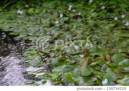 Hydrocharis morsus-ranae, frogbit, is a flowering plant belonging to the genus Hydrocharis in the family Hydrocharitaceae. It is a small floating plant resembling a small water lily 130734529