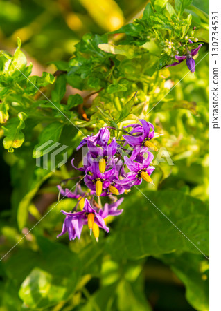 Bittersweet nightshade Solanum dulcamara flowers and buds with leaves. Place for text Bittersweet nightshade Solanum dulcamara flowers and buds with leaves. Place for text 130734531