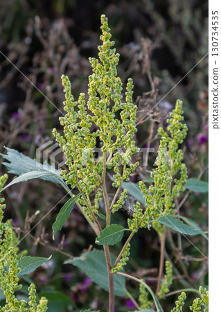 Chenopodium album, edible plant, common names include lamb's quarters, melde, goosefoot, white goosefoot, wild spinach, bathua and fat-hen 130734535