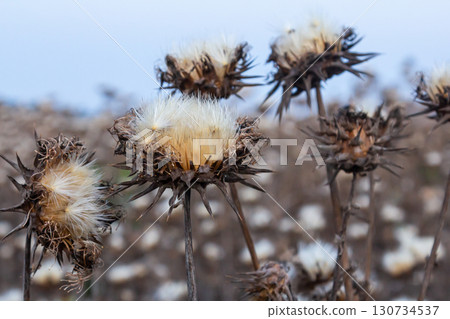 Milk thistle seed head - Latin name - Silybum marianum 130734537