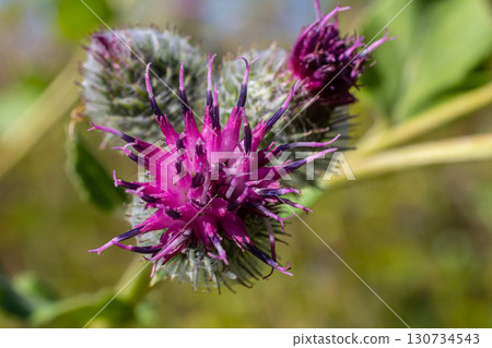 Arctium tomentosum, commonly known as the woolly burdock is a species of burdock belonging to the family Asteraceae Arctium tomentosum, commonly known as the woolly burdock is a species of burdock belonging to the family Asteraceae 130734543