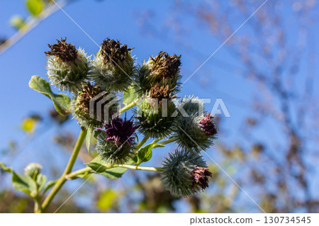 Arctium tomentosum, commonly known as the woolly burdock is a species of burdock belonging to the family Asteraceae Arctium tomentosum, commonly known as the woolly burdock is a species of burdock belonging to the family Asteraceae 130734545