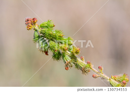 Common agrimony seeds, Latin name Agrimonia eupatoria Common agrimony seeds, Latin name Agrimonia eupatoria 130734553