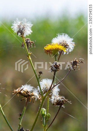 Hieracium laevigatum or smooth hawkweed. Hieracium, known by the common name hawkweed and classically as hierakion. Floral desktop background. Hieracium caespitosum, commonly known as meadow hawkweed Hieracium laevigatum or smooth hawkweed. Hieracium, known by the common name hawkweed and classically as hierakion. Floral desktop background. Hieracium caespitosum, commonly known as meadow hawkweed 130734555