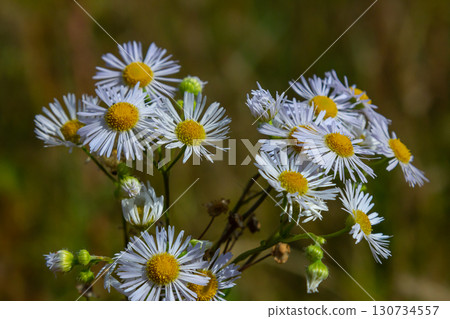 Erigeron annuus known as annual fleabane, daisy fleabane, or eastern daisy fleabane Erigeron annuus known as annual fleabane, daisy fleabane, or eastern daisy fleabane 130734557