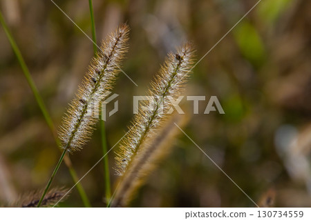 Setaria pumila in autumn in a wild field 130734559