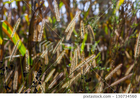 Setaria pumila in autumn in a wild field 130734560
