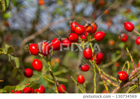 Red dog rose berries in autumn season. Many Red rosehip fruits and green leaves in sunny day 130734569