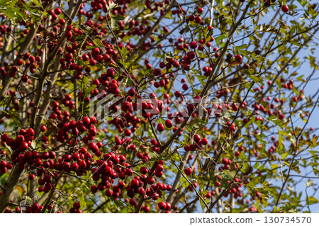 clusters of red fruits Crataegus coccinata tree close up 130734570