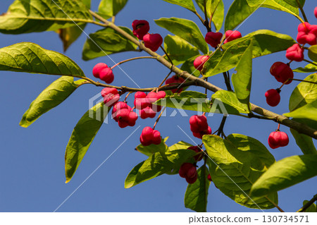 European Spindle Euonymus europaea in park. Red Cascade An autumnal close up image of the deciduous shrub euonymus europaeus European Spindle Euonymus europaea in park. Red Cascade An autumnal close up image of the deciduous shrub euonymus europaeus 130734571