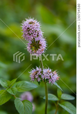 Closeup of lilac and purple blooming Water Mint or Mentha aquatica plants in their own natural habitat 130734580
