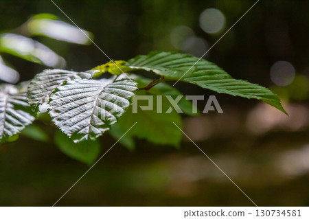 Selective focus of Ulmus pumila celer leaves, European hornbeam or carpinus betulus in the garden, Small leafed plant which forms a dense hedge, Green leaf pattern with sunlight, Nature background 130734581
