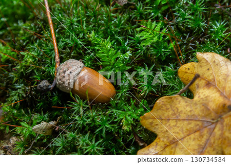 Autumn background fallen oak leaves and ripe acorns lie on the forest ground. Quercus robur, commonly known as petiolate oak, European oak Autumn background fallen oak leaves and ripe acorns lie on the forest ground. Quercus robur, commonly known as petiolate oak, European oak 130734584