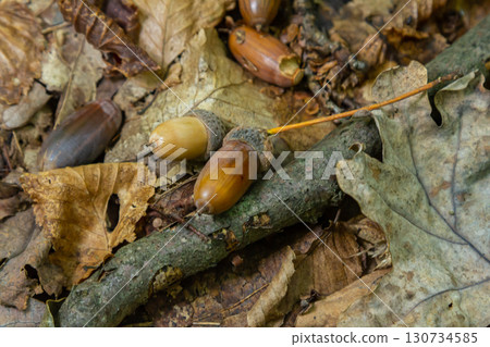 Autumn background fallen oak leaves and ripe acorns lie on the forest ground. Quercus robur, commonly known as petiolate oak, European oak Autumn background fallen oak leaves and ripe acorns lie on the forest ground. Quercus robur, commonly known as petiolate oak, European oak 130734585