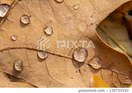 Early pearl dew drops on autumn dry oak leaves in sunny day Early pearl dew drops on autumn dry oak leaves in sunny day 130734592