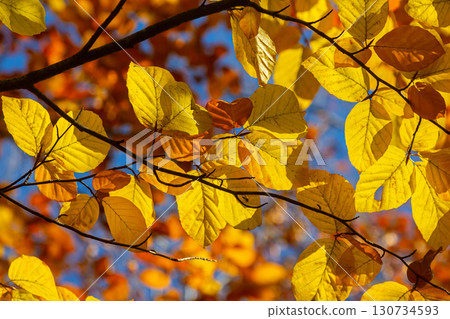 Autumn coloured beech leaves on a grey background in a forest. Autumn nature Autumn coloured beech leaves on a grey background in a forest. Autumn nature 130734593