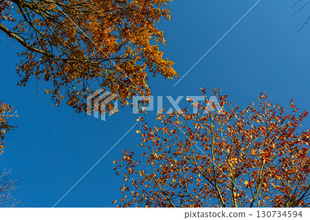 Backgrond of tree in autumn beech forest 130734594