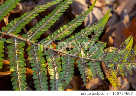 Worm fern, Dryopteris filix-mas, is a poisonous forest plant that is also used as a medicinal plant 130734607