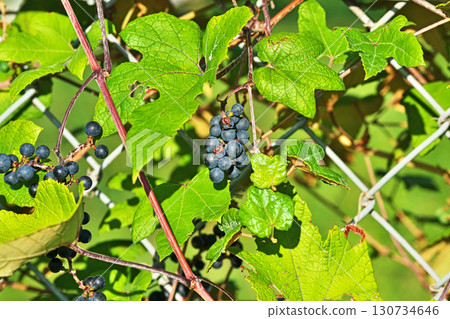 Navy blue fruit of the Japanese spinach (autumn, September) Navy blue fruit of the Japanese spinach (autumn, September) 130734646