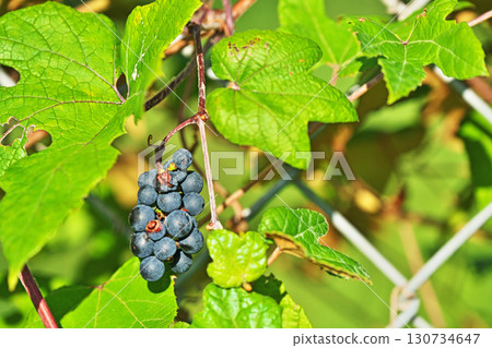 Navy blue fruit of the Japanese spinach (autumn, September) Navy blue fruit of the Japanese spinach (autumn, September) 130734647