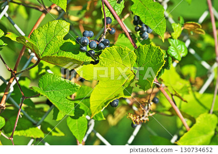 日本菠菜的藏青果實（秋季9月） 130734652