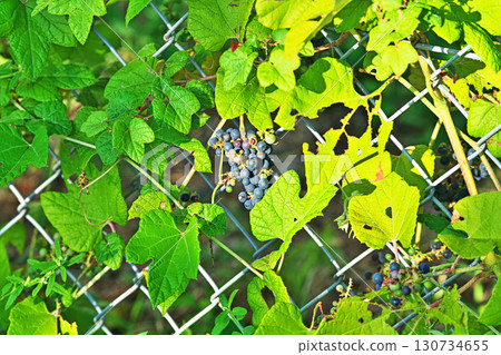 日本菠菜的藏青果實(秋季9月) 日本菠菜的藏青果實(秋季9月) 130734655