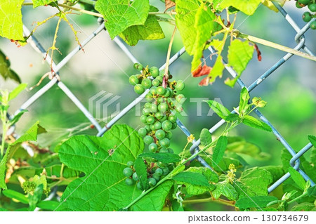 Green euonymus berries (autumn, September) 130734679