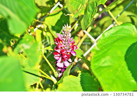 Red kudzu flowers (autumn, September) Red kudzu flowers (autumn, September) 130734781