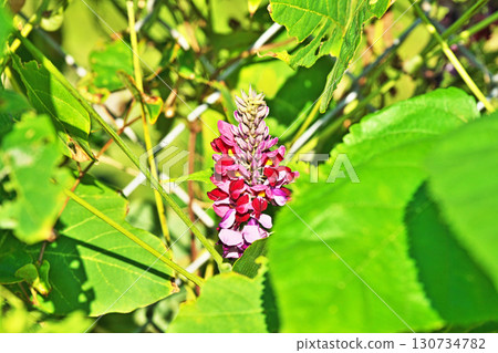 Red kudzu flowers (autumn, September) Red kudzu flowers (autumn, September) 130734782