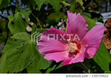 玫瑰沙龍 玫瑰沙龍 130734822