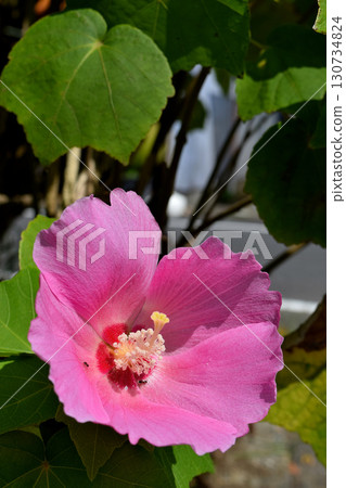 Mukge Mukge 130734824