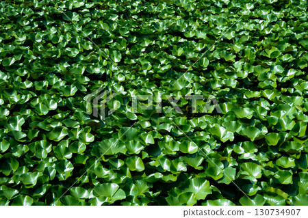 睡蓮葉子填滿水面 130734907