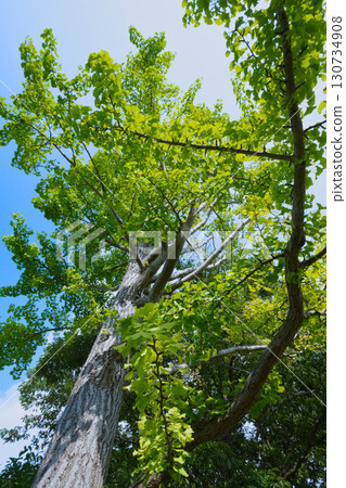 仰望新鮮的綠色植物和藍色的夏日天空 130734908